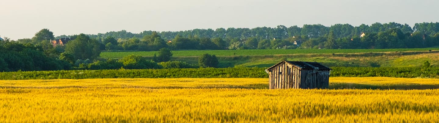 forgotten wooden house in a golden wheat field